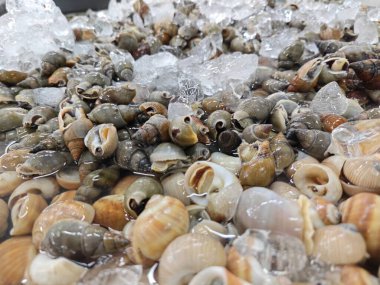 Markette çiğ deniz ürünü salyangozu satışı.