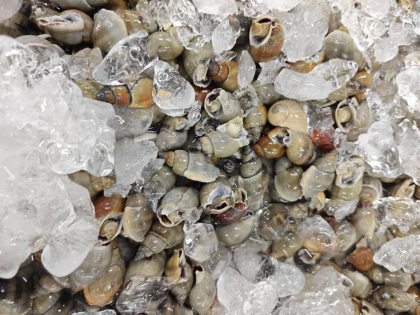 시장에서 판매되고 해산물 달팽이 — 스톡 사진