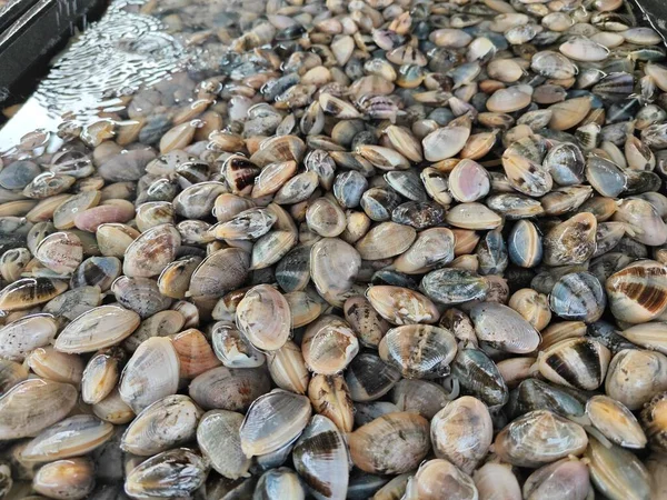 Много Живых Моллюсков Лала — стоковое фото