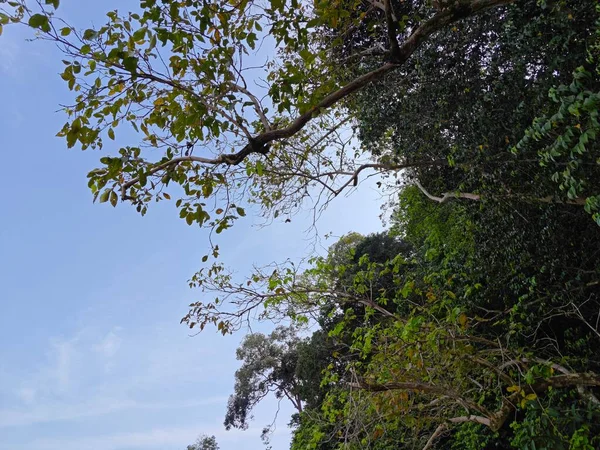 바위가 맹그로브 나무의 올려다보고 — 스톡 사진