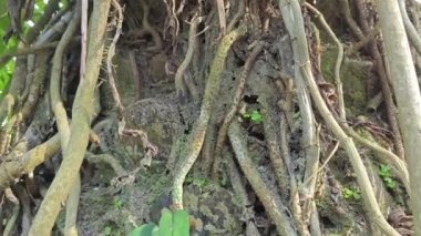 Palmiye ağacının gövdesine tırmanan sürüngen bir canavar..