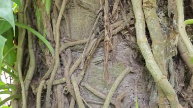 Palmiye ağacının gövdesine tırmanan sürüngen bir canavar..