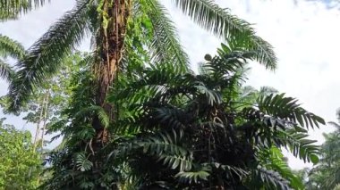 Palmiye ağacının gövdesine tırmanan sürüngen bir canavar..