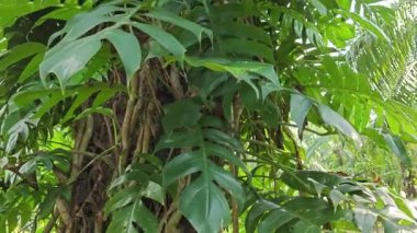 Palmiye ağacının gövdesine tırmanan sürüngen bir canavar..