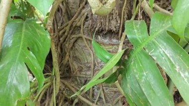 Palmiye ağacının gövdesine tırmanan sürüngen bir canavar..