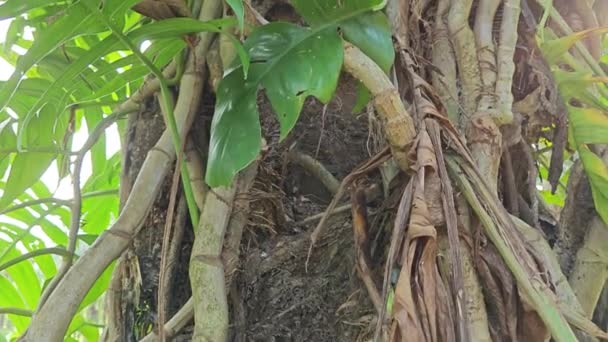 Creeping Monstera Vine Climbing Trunk Palm Tree — Stock Video