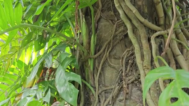 Creeping Monstera Vine Climbing Trunk Palm Tree — Stock Video