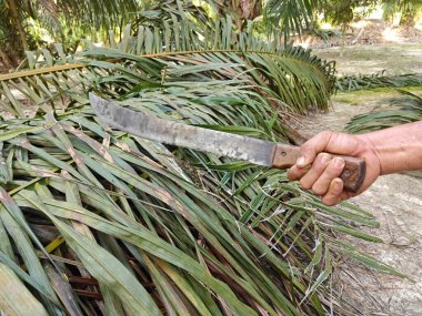 Machete, tarımda kullanılan uzun bıçaklı geniş alet..