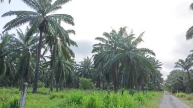 Sabah erken saatlerde gökyüzünün ön planda palmiye ağaçları ile çekilmiş görüntüleri.