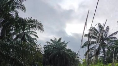 Sabah erken saatlerde gökyüzünün ön planda palmiye ağaçları ile çekilmiş görüntüleri.