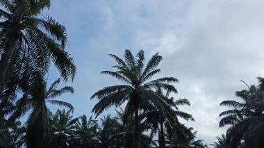Sabah erken saatlerde gökyüzünün ön planda palmiye ağaçları ile çekilmiş görüntüleri.