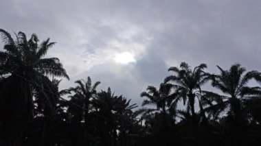 Sabah erken saatlerde gökyüzünün ön planda palmiye ağaçları ile çekilmiş görüntüleri.