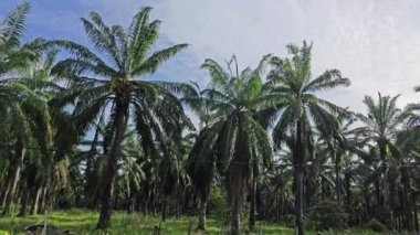 Sabah erken saatlerde gökyüzünün ön planda palmiye ağaçları ile çekilmiş görüntüleri.
