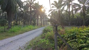 Sabah erken saatlerde gökyüzünün ön planda palmiye ağaçları ile çekilmiş görüntüleri.