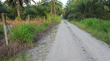 Sabah erken saatlerde gökyüzünün ön planda palmiye ağaçları ile çekilmiş görüntüleri.