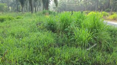 Sabah erken saatlerde gökyüzünün ön planda palmiye ağaçları ile çekilmiş görüntüleri.