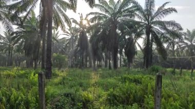 Sabah erken saatlerde gökyüzünün ön planda palmiye ağaçları ile çekilmiş görüntüleri.