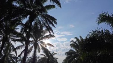 Sabah erken saatlerde gökyüzünün ön planda palmiye ağaçları ile çekilmiş görüntüleri.