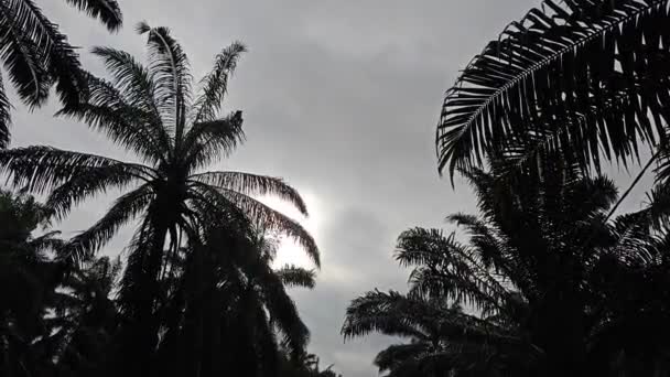 Aufnahmen Vom Morgenhimmel Mit Palmenwiese Vordergrund — Stockvideo