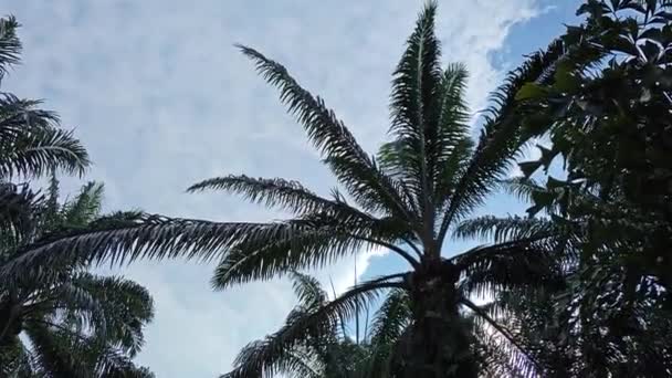 Aufnahmen Vom Morgenhimmel Mit Palmenwiese Vordergrund — Stockvideo