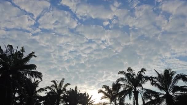 Footage Early Morning Sky Palm Trees Meadow Foreground — Stock Video