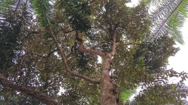 Issız bir tarlada uzun, vahşi bir Durian ağacı. 