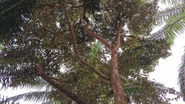 Issız bir tarlada uzun, vahşi bir Durian ağacı. 