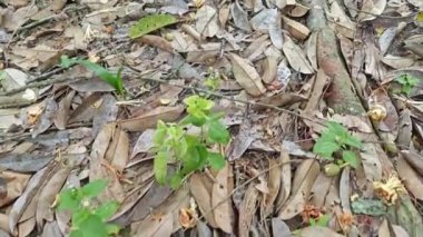 Issız bir tarlada uzun, vahşi bir Durian ağacı. 