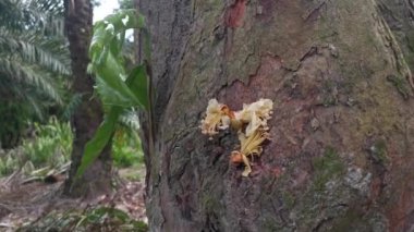 Issız bir tarlada uzun, vahşi bir Durian ağacı. 