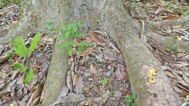 Gammal Hög Vild Durian Träd Den Isolerade Planteringen — Stockvideo