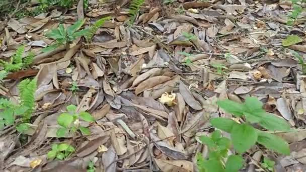 Pohon Durian Liar Tinggi Tua Perkebunan Terpencil — Stok Video