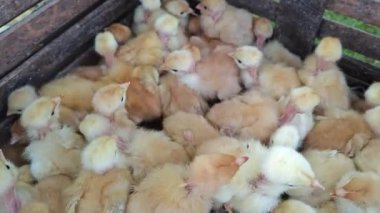 Kalabalık konteynırda yakın paketlenmiş yavru civciv.