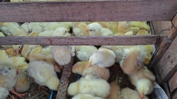 在拥挤的集装箱里挤得紧紧的婴儿小鸡 — 图库视频影像
