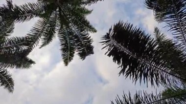 Mavi bulutlu gökyüzüne bakıyorum. Ön planda palmiye yaprakları sarkmış.