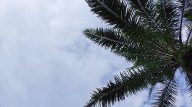 Mavi bulutlu gökyüzüne bakıyorum. Ön planda palmiye yaprakları sarkmış.