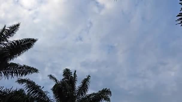 Patrząc Błękitne Zachmurzone Niebo Opadającymi Liśćmi Palmy Pierwszym Planie — Wideo stockowe