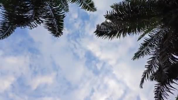 Tittar Upp Den Blå Molniga Himlen Med Hängande Palmblad Förgrunden — Stockvideo