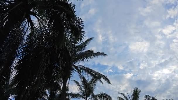 Дивлячись Блакитне Хмарне Небо Листя Долоні Дропіння Передньому Плані — стокове відео