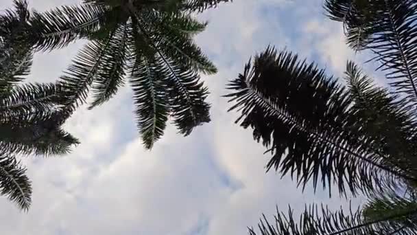 Patrząc Błękitne Zachmurzone Niebo Opadającymi Liśćmi Palmy Pierwszym Planie — Wideo stockowe