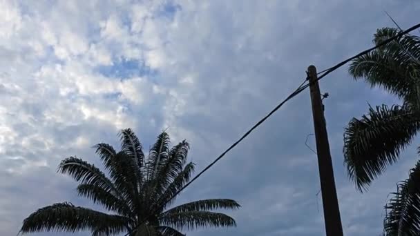 Tittar Upp Den Blå Molniga Himlen Med Hängande Palmblad Förgrunden — Stockvideo