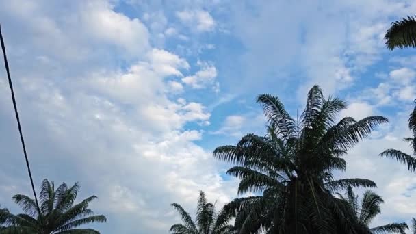 Blick Den Blauen Wolkenverhangenen Himmel Mit Den Hängenden Palmenblättern Vordergrund — Stockvideo
