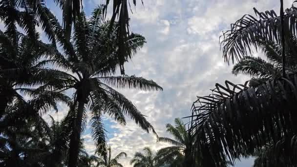 Looking Blue Cloudy Sky Droopy Palm Leaves Foreground — Stock Video