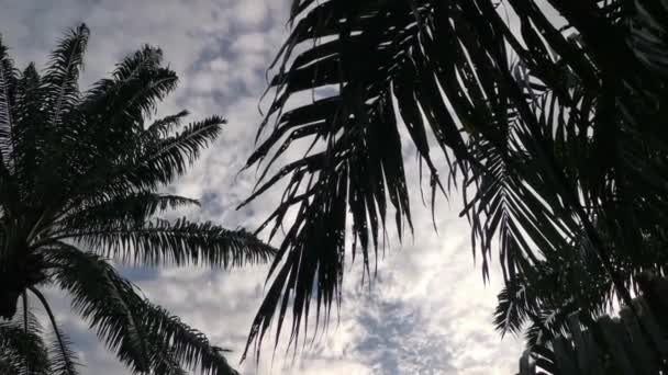 Blick Den Blauen Wolkenverhangenen Himmel Mit Den Hängenden Palmenblättern Vordergrund — Stockvideo