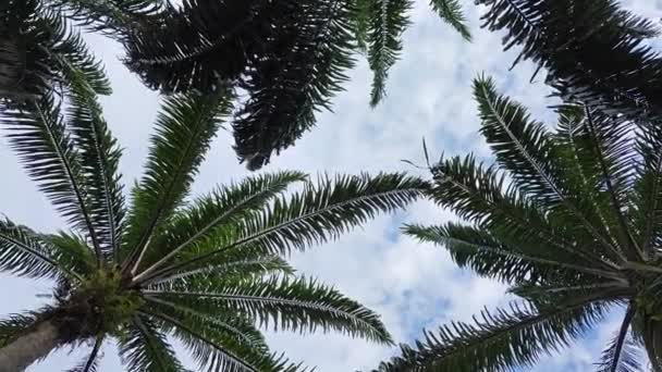 望着蓝云的天空 前景一片暗淡的棕榈叶 — 图库视频影像