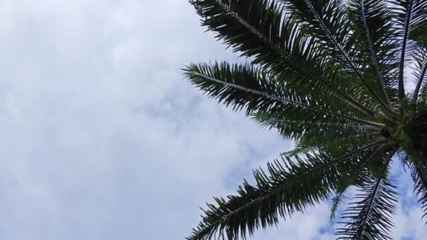 Regardant Ciel Bleu Nuageux Avec Les Feuilles Palmier Tombantes Premier — Video