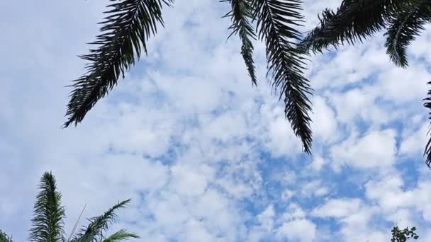 望着蓝云的天空 前景一片暗淡的棕榈叶 — 图库视频影像