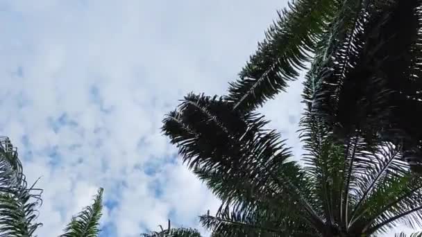 Naar Blauwe Bewolkte Lucht Kijkend Met Hangende Palmbladeren Voorgrond — Stockvideo
