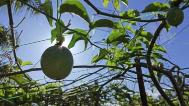 Elektrik kulesinin kablosundaki passiflora şarap fabrikasına ve parlayan güneşe bakıyorum..