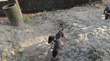 Yavrularıyla birlikte sahipsiz siyah dişi köpek..
