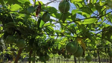 Elektrik kulesinin kablosundaki passiflora şarap fabrikasına ve parlayan güneşe bakıyorum..